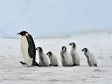 حیوانات راز بقا - / پنگوئن ها در جزیره پرنده/ - حیات وحش حیوانات