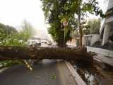 سقوط درخت روی خودروها در خیابان ولیعصر