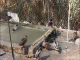نگهداری و پرورش اردک خانگی در روستای کردخیل ساری... فروردین1400