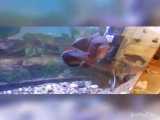 تغذیه زنده ماهی اسکار با پروانه (آکواریوم مانستر) (آکواریوم گوشتخوار )