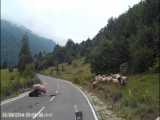 حمله گوسفند وحشی به چوپان