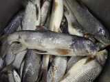ماهی زردک‌قلمی: Luciobarbus mursa