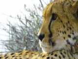 دو ساعت ویدیوی با کیفیت از حیات وحش آفریقا | (ریلکسیشن در طبیعت 232)