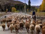 گله بسیار زیبای گوسفند و همراهی و چوپانی کردن من... خرداد99
