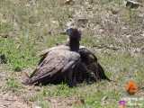 صحنه ای بسیار جالب و دیدنی از شکار بچه گراز وحشی توسط عقاب