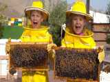 دیانا روما جدید - دیانا و روما با زنبورداری و تولید عسل آشنا می شوند