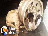 نجات دادن سگی که سرش تو رینگ لاستیک ماشین گیر کرد | دودو (قسمت 189)