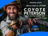 مستند کایوتی پیترسون شجاعت در حیات وحش با دوبله فارسی