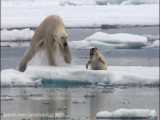 شکار فک دریایی توسط خرس قطبی/Documentary/الوثائقية/مستند/شبکه BBC