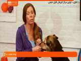 آموزش تربیت سگ | تربیت سگ خانگی نگهبان ( تعلیم دست دادن به سگ )