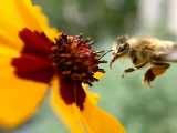 برداشت گرده گل توسط زنبور عسل