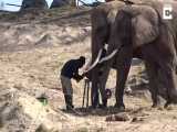 لذت بردن فیل آفریقایی از کوتاه کردن ناخن هاش