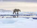 خرس قطبی/ Documentary/الوثائقية/مستند