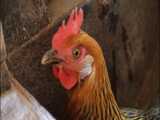کلیپی بسیار زیبا از پرورش مرغ و خروس محلی و مرغهای کرچ دوستم... فروردین1400