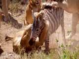 Pride of lions hunting and killing zebras HD