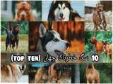۱۰ سگ خطرناک جهان (top ten)