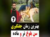 بهترین زمان جفتگیری سگ - سن بلوغ سگ نر و ماده