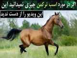 اگر در مورد اسب ترکمن چیزی نمی دانید این ویدیو را از دست ندید