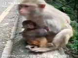 موز خوردن میمون