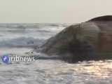 تصاويري از لاشه نهنگ به گل نشسته در  سواحل بنگلادش
