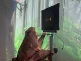 میمونی که به کمک تراشه ساخت نورولینک قادر به انجام بازی ویدیویی شده است! 