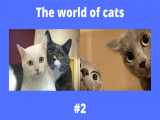 گربه : گربه های با مزه و زیبا / قسمت 2