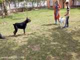 جنگ سگ های دوبرمن با داگو آرژانتینو