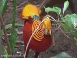 10 پرنده ی زیبا ی دنیا