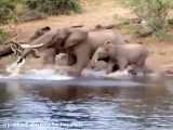 یکی از بزرگترین مشکلات فیل ها در زمان آب خوردن و حمله کروکدیل به خرطوم آن هاست