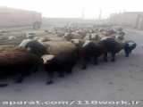 118work خرید و فروش گوسفند شال و دوقلوزای طبیعی (نادری) در قزوین