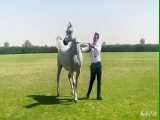 مسابقه زیبایی اسب عرب