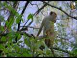 مستند  قلمرو میمون‌ها دوبله فارسی
