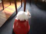 بازی با خرگوش و آموزش به خرگوش