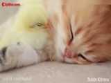خوابیدن گربه ملوس و جوجه ناز در کنار هم