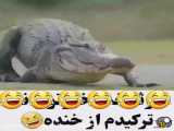 دوبله کردن تمساح