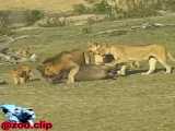 شکار بوفالو توسط گله شیرها