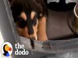 به سرپرستی گرفتن یک توله سگ ترسو | دودو (قسمت 201)