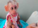لباس جدید و شیر خوردن میمون کوچولو