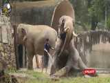 دوش آب سرد برای فیل ها