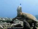 ویدئویی نادر از چُرت زدن لاک‌پشت دریایی