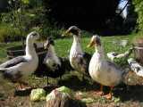 کلیپی فوق العاده زیبا از پرورش اردک در منزل... مازندران فروردین1400