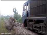 تصادف فیل با قطار
