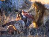 مستند حیات وحش - نبرد شیر و کفتارها - راز بقا