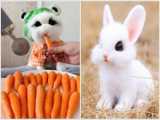 کلیپ خرگوشهای بامزه و کوچولو / انواع خرگوش / کلیپ حیوانات