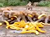حمله میمون ها به موز