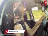 رانندگی یکی از باهوش ترین سگ جهان