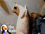به سرپرستی گرفتن سگ زخمی و رها شده در جنگل | دودو (قسمت 209)