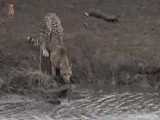 تمساح عصبانی یوزپلنگی که از پشت سر غذایش را می‌دزدد می کُشد!