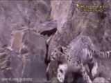 شکار بز کوهی توسط عقاب طلایی