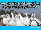 کبوترپرشی حاج احمدآتابای